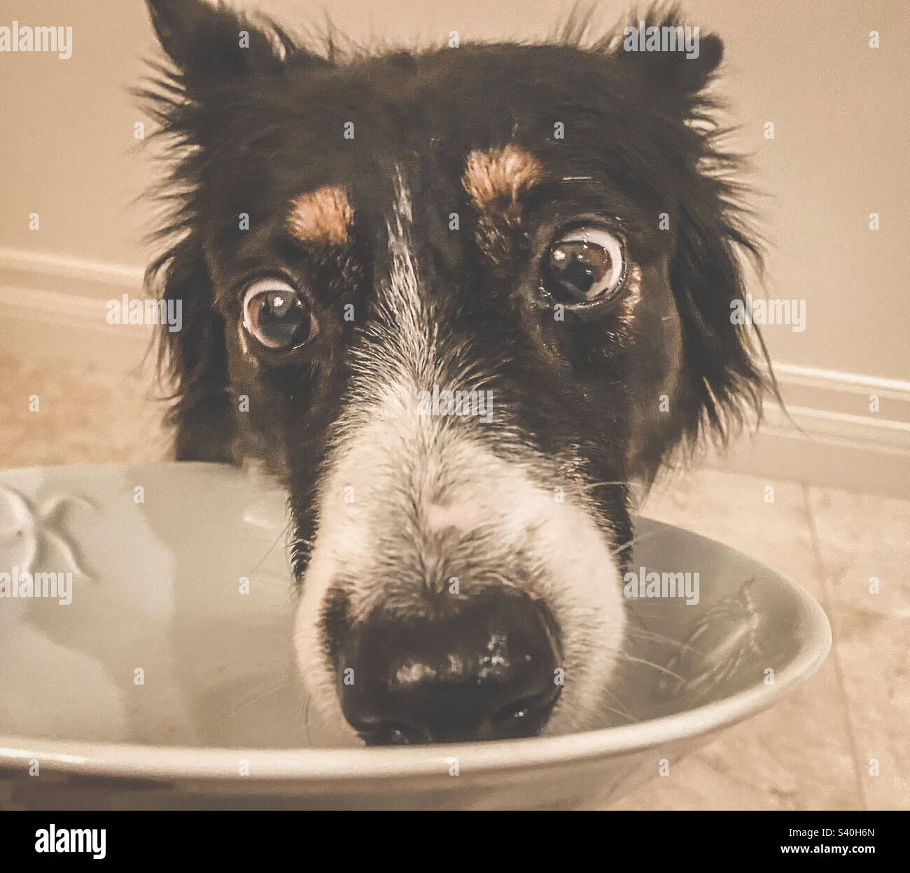 Expressive dog licking her food bowl Stock Photo Alamy