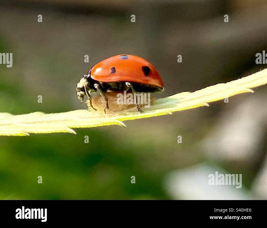 My Image 27