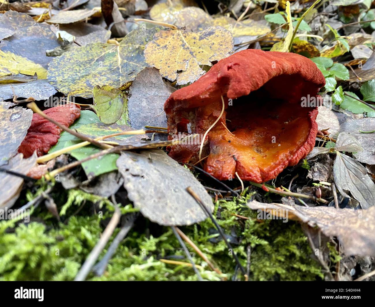 Opening of a red mushroom growing in Ontario Stock Photo Alamy