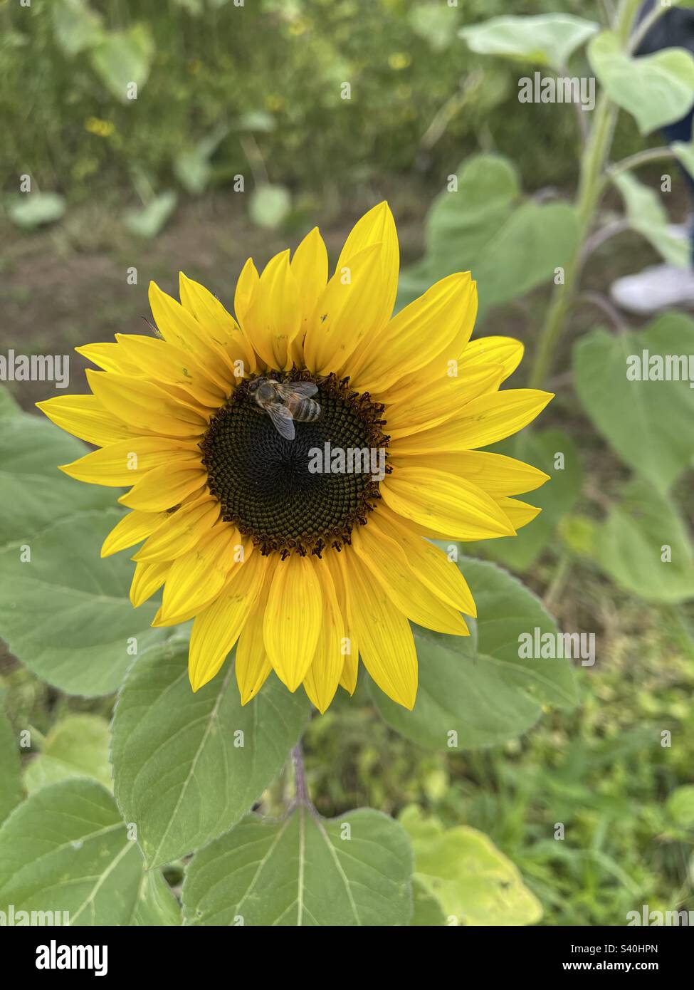 Sunflower with a bee Stock Photo