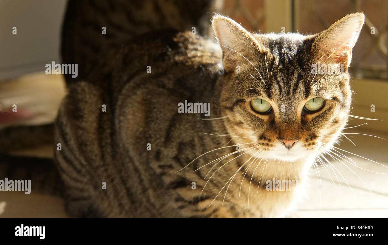 Tabby cat in sunshine Stock Photo