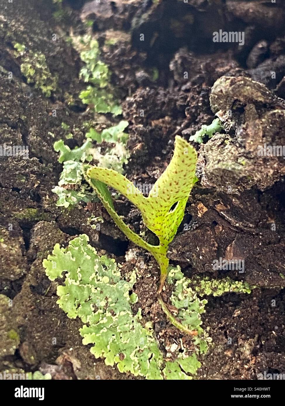 A green sprout jutting out of tree bark. The sprout has tiny spikes and tiny red dots. It is partially surrounded by common green shield lichen. Stock Photo