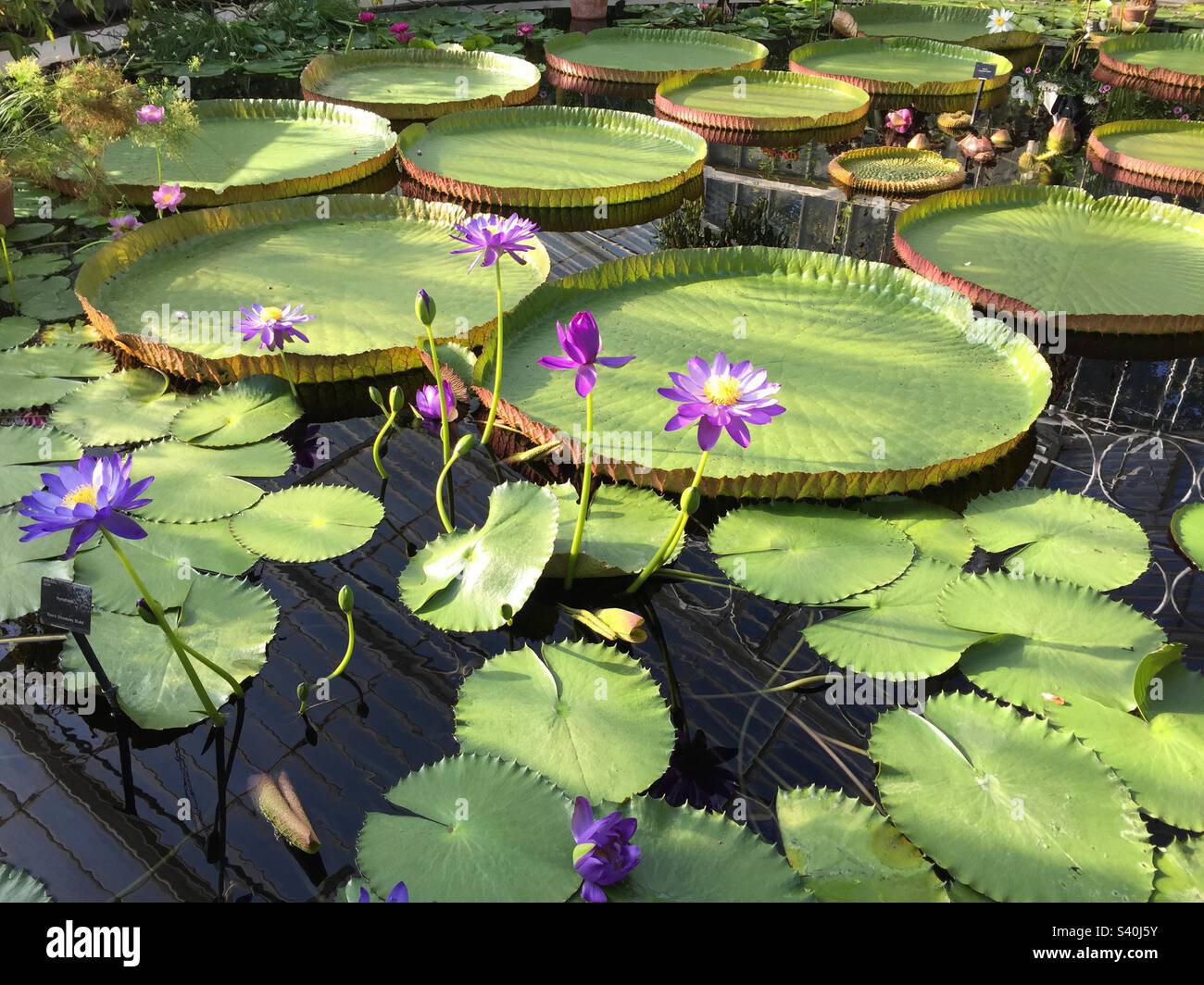 Giant Waterlilies at Kew Gardens 1, landscape shape, September 2015. - Smartphone Captured Stock Image