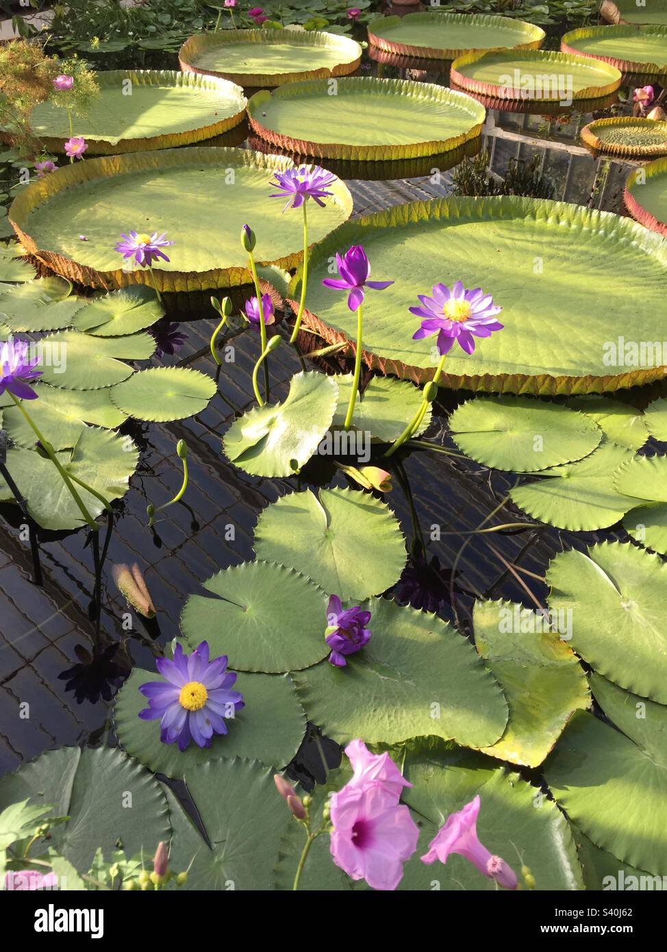 Giant Waterlilies at Kew Gardens 2, portrait shape, September 2015. - Smartphone Captured Stock Image