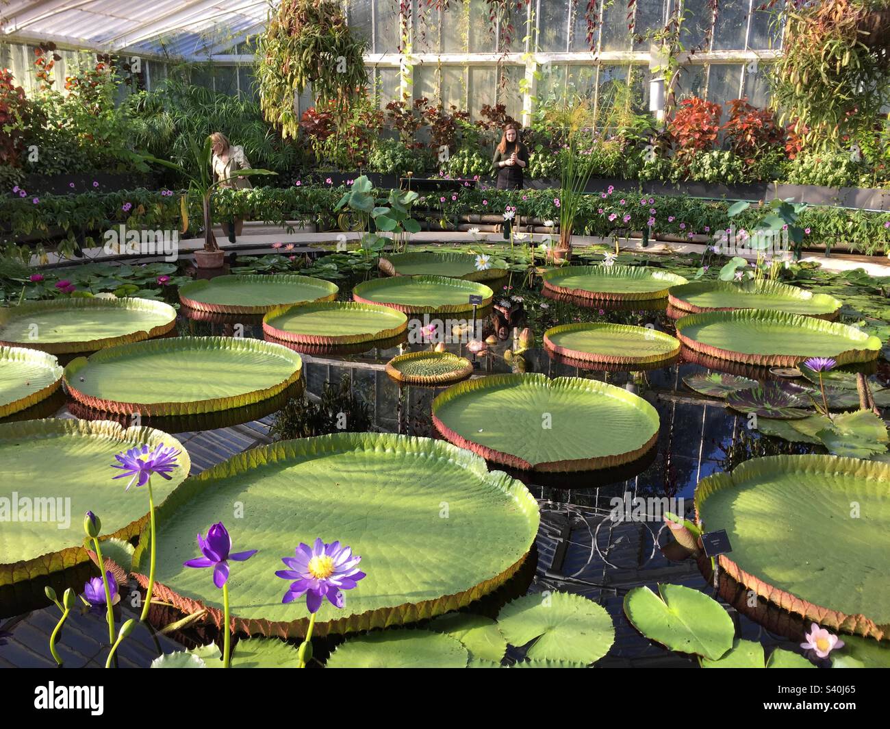 Giant Waterlilies at Kew Gardens 3, September 2015. - Smartphone Captured Stock Image