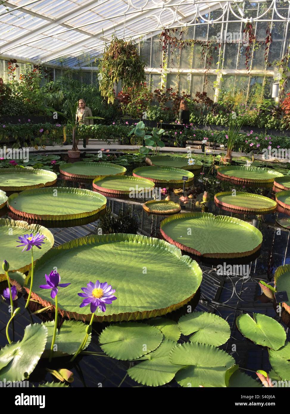 Giant Waterlilies at Kew Gardens 4, September 2015. - Smartphone Captured Stock Image