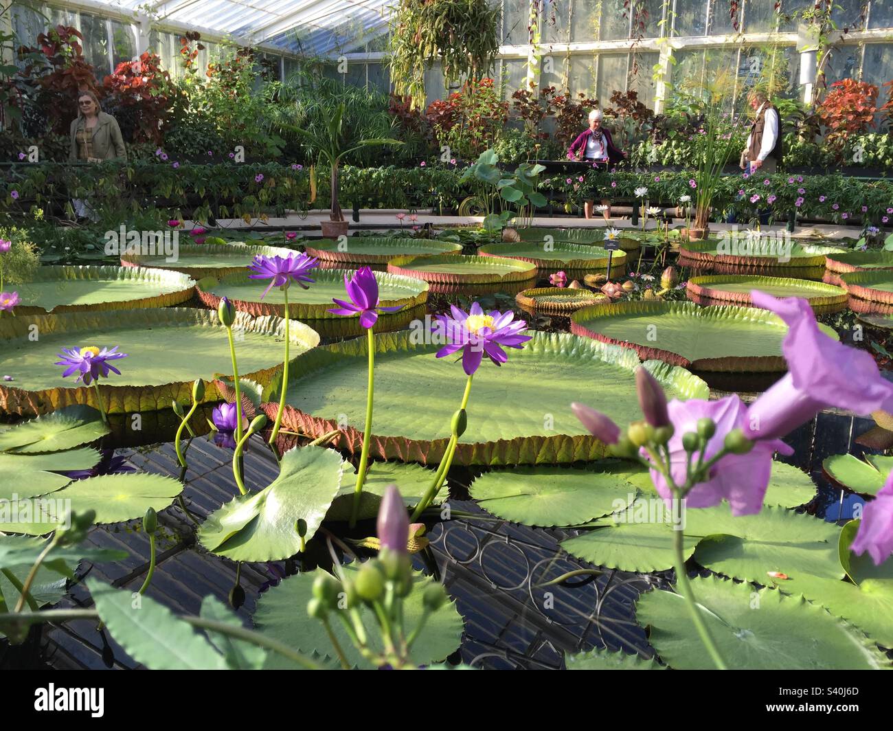 Giant Waterlilies at Kew Gardens 5, September 2015. - Smartphone Captured Stock Image