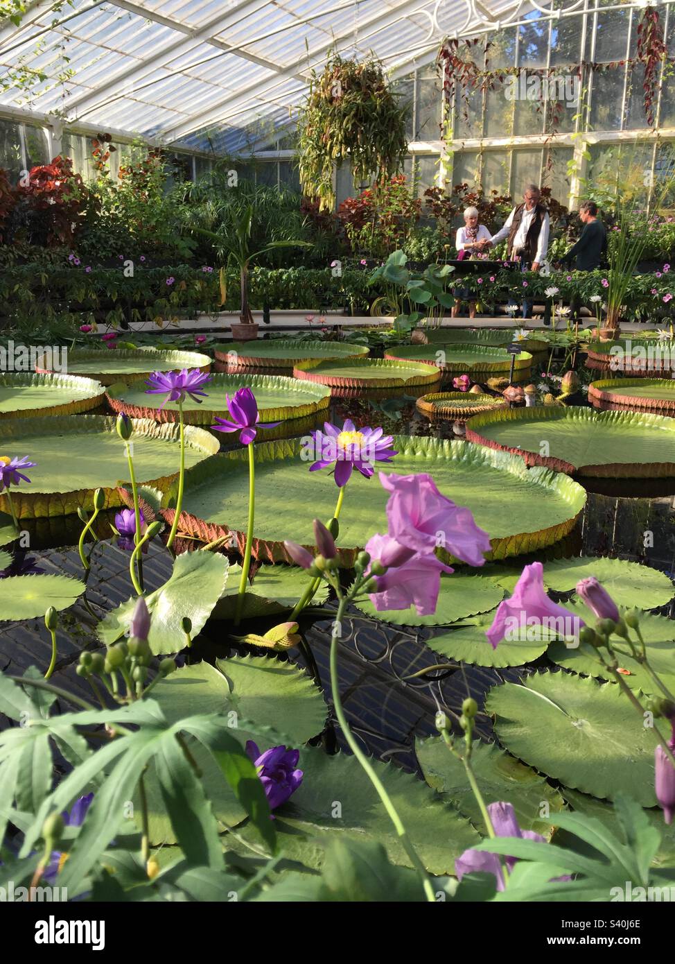 Giant Waterlilies at Kew Gardens 6, September 2015. - Smartphone Captured Stock Image