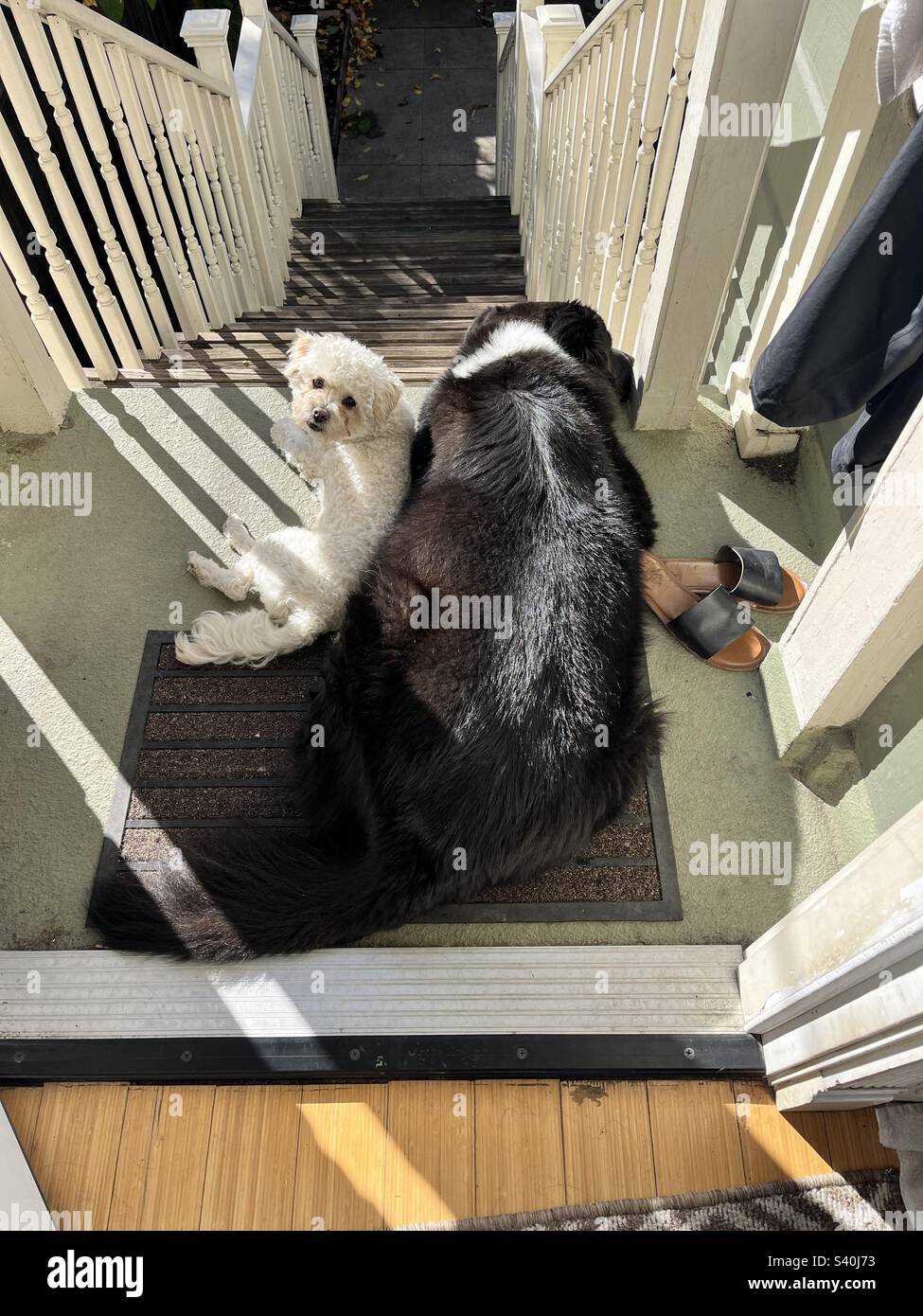 Brothers a big fluffy black dog cuddling with his brother, a very