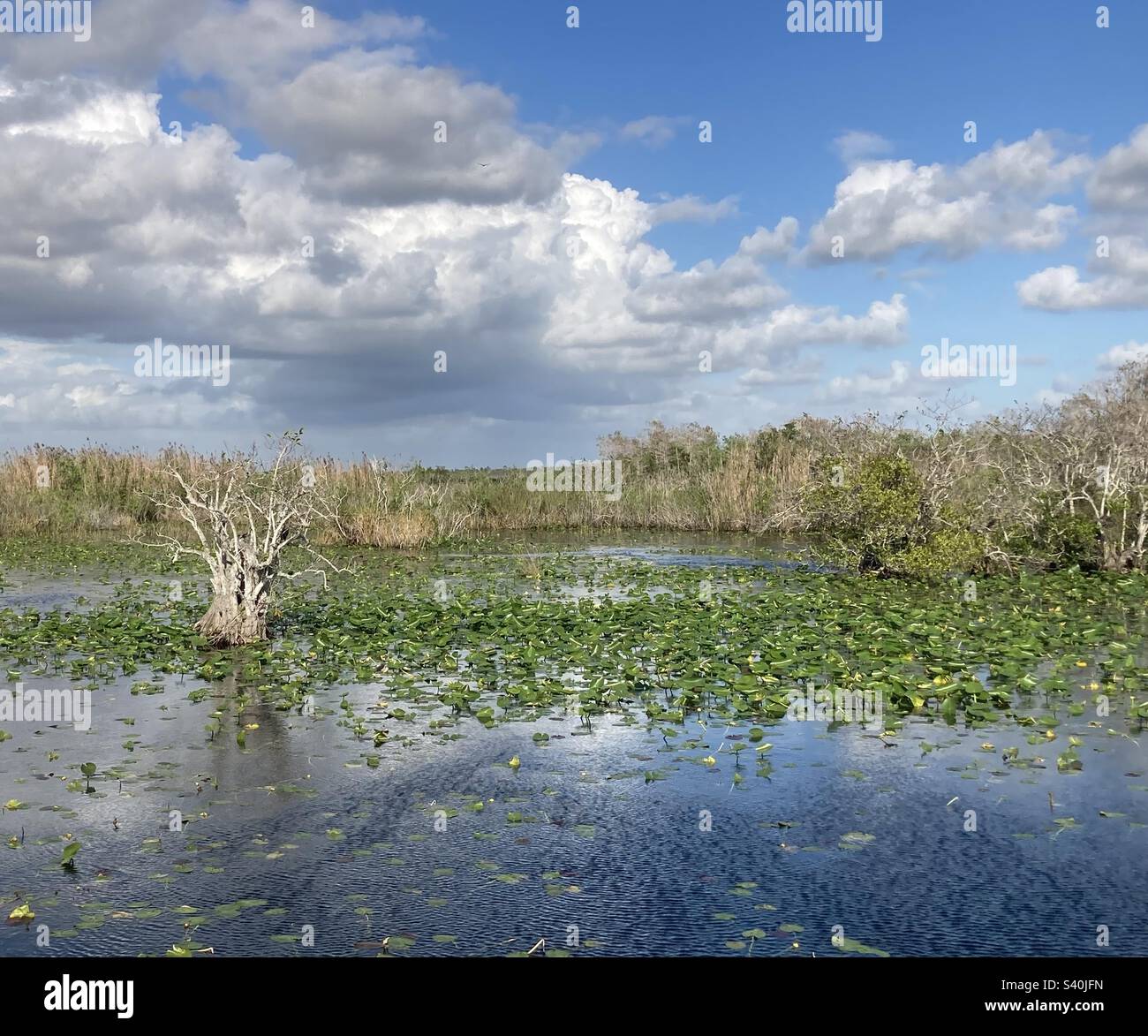 Landscape view of Everglades National Park from Anhinga Trail, near Homestead in South Florida Stock Photo