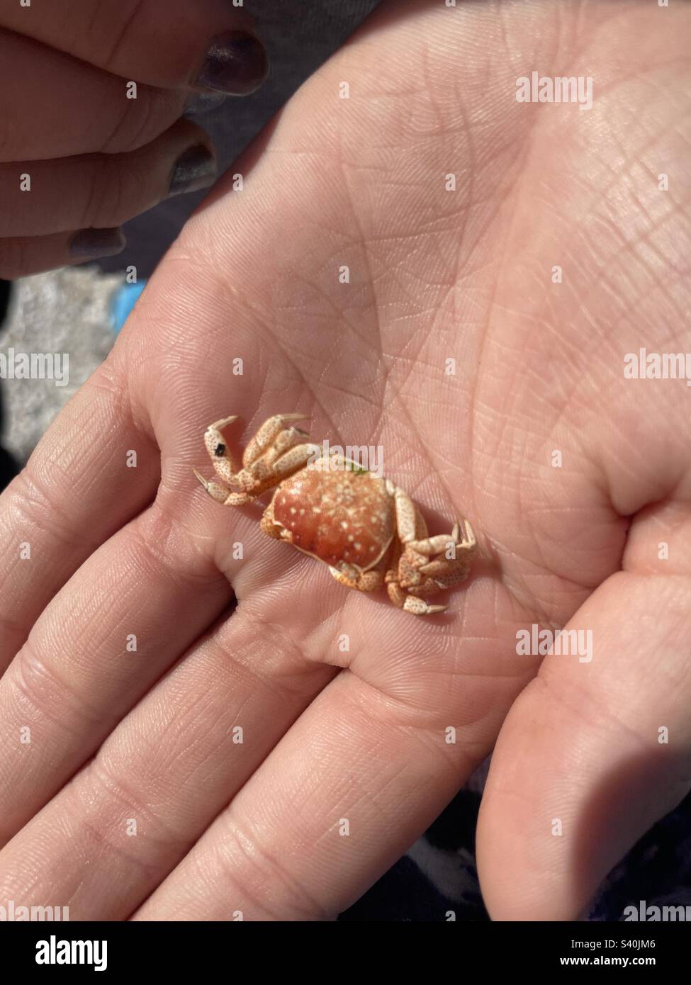 Tiny crab in hand Stock Photo Alamy