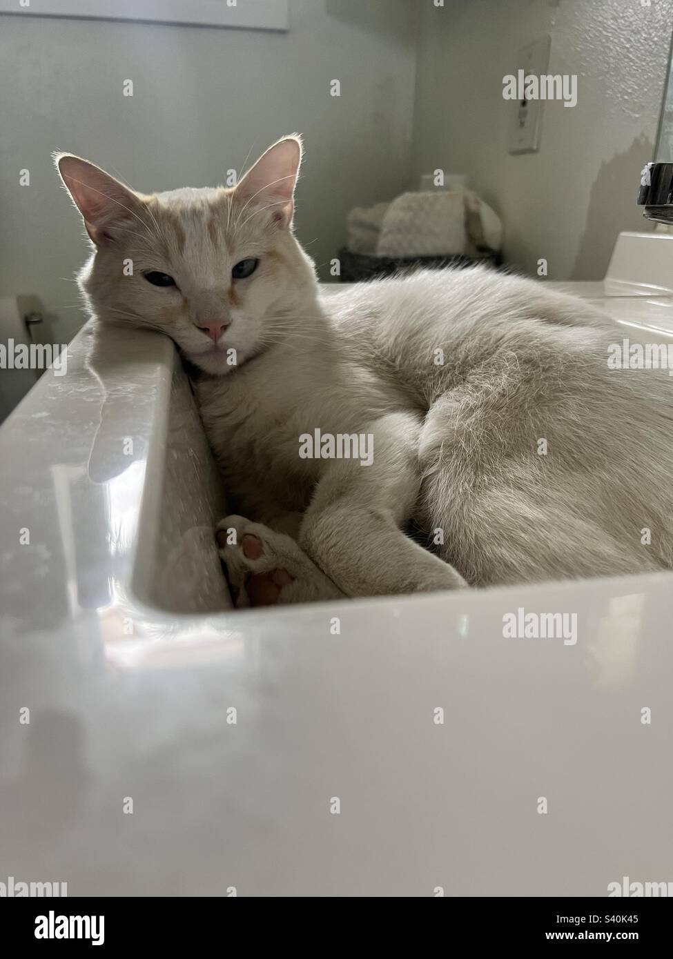 Cat Sink Stock Photo