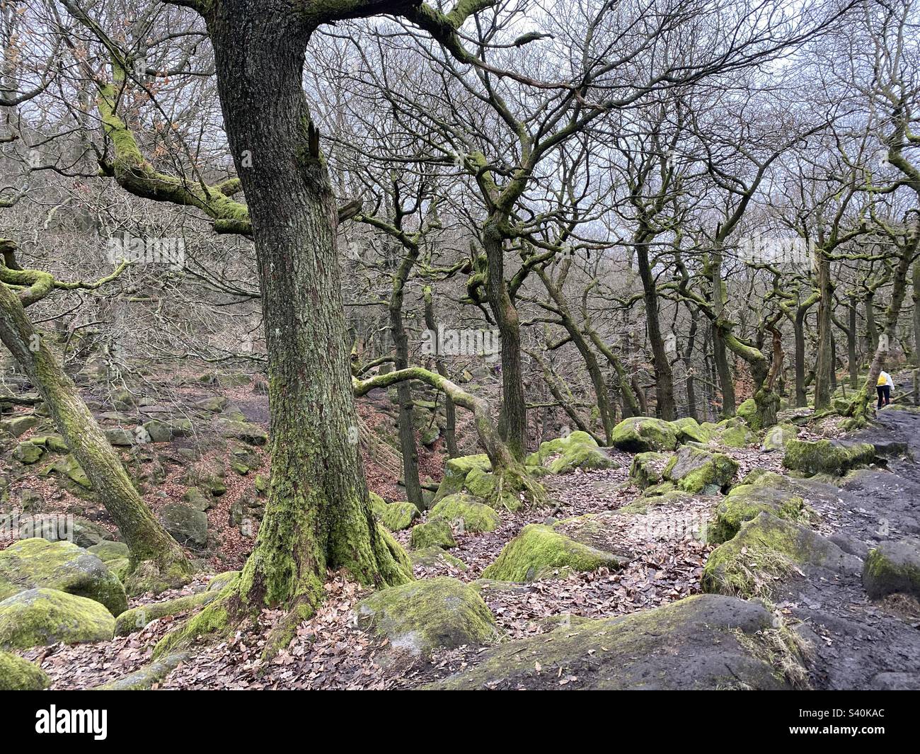 Under the trees in the woods in the Yorkshire countryside Stock Photo