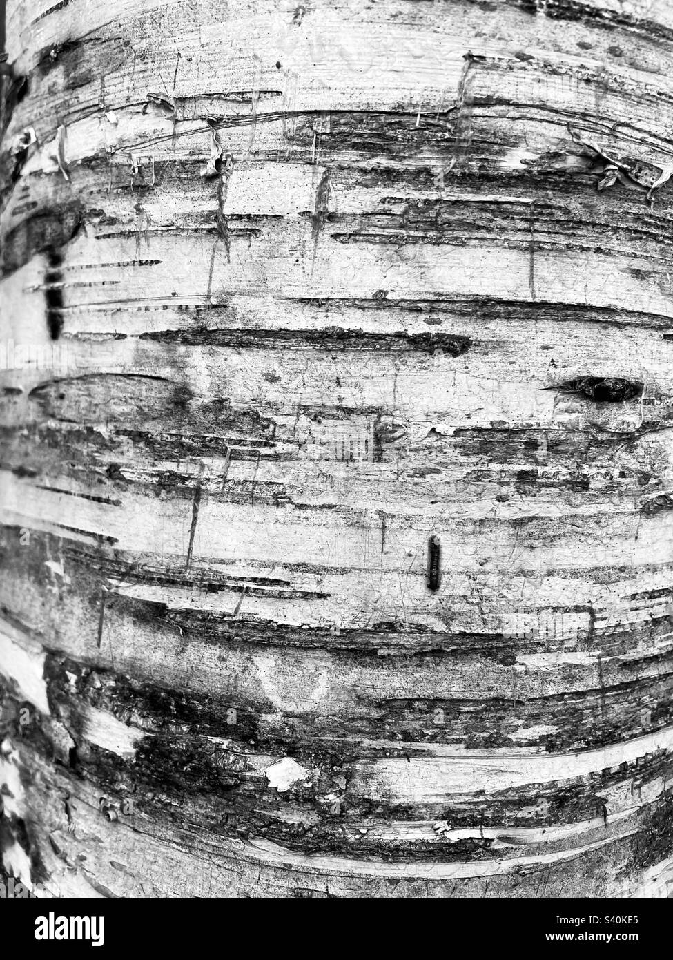 Birch tree bark pattern in black and white Stock Photo Alamy