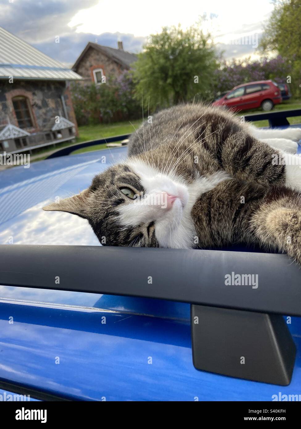 Sleepy cat laying on the car roof Stock Photo