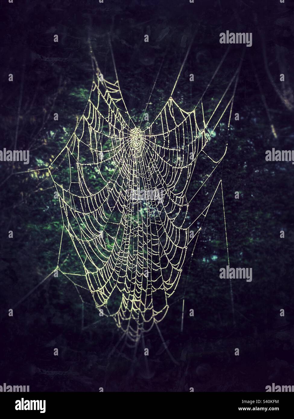 Spider web - Smartphone Captured Stock Image