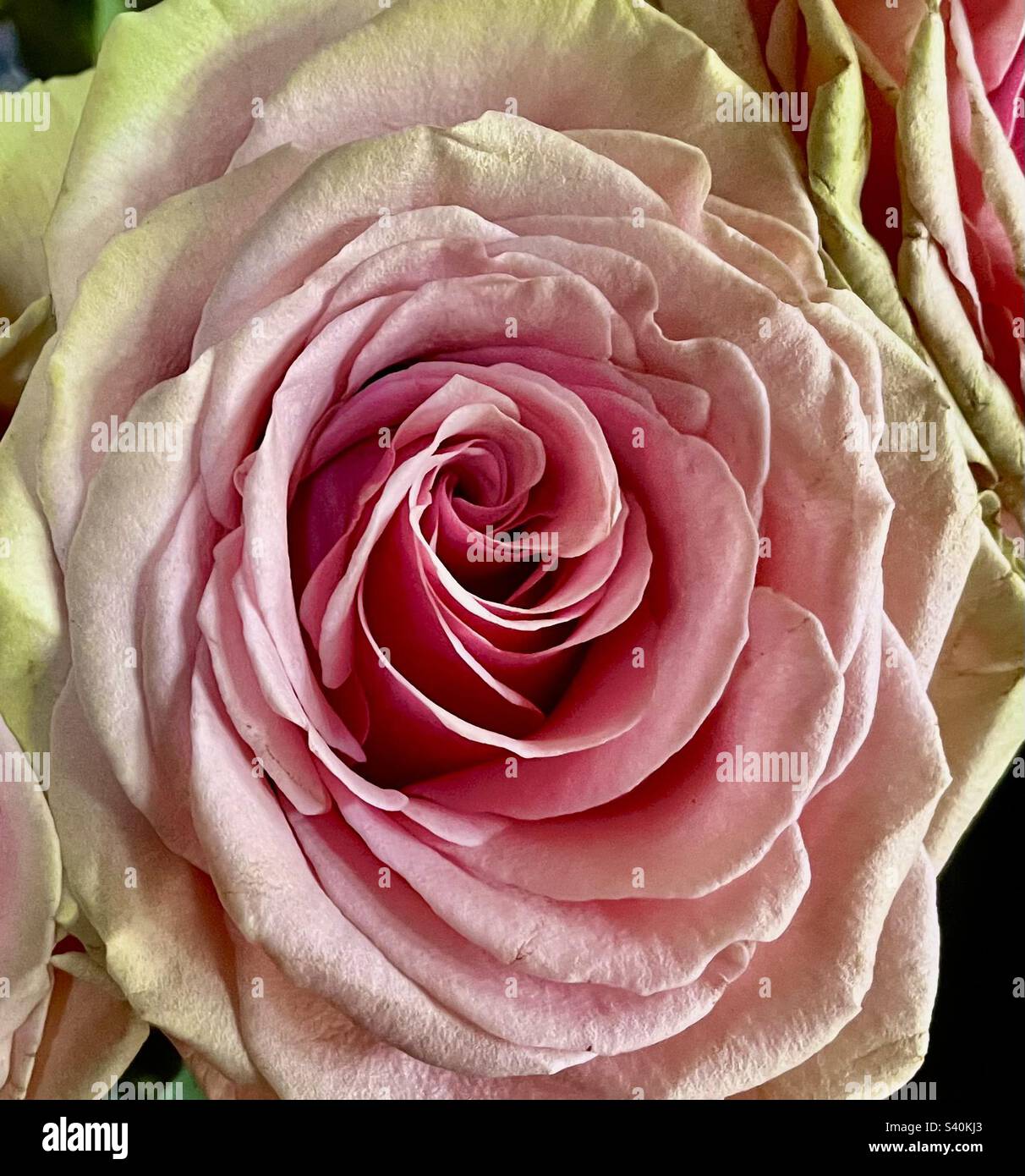 Close up pink rose - Smartphone Captured Stock Image