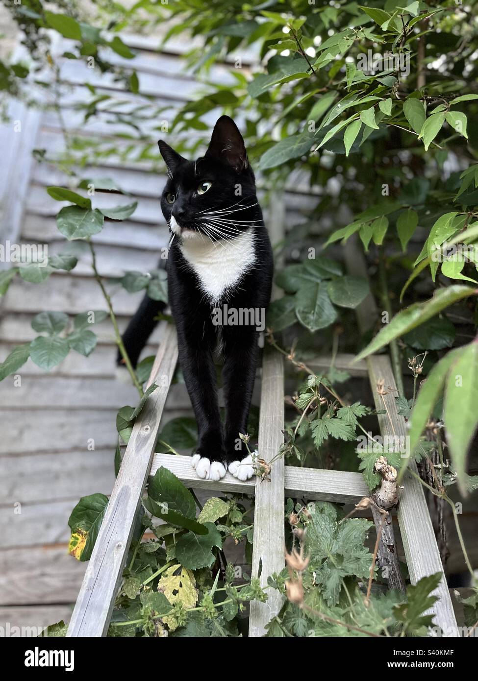 Sassy cat on trellis Stock Photo Alamy