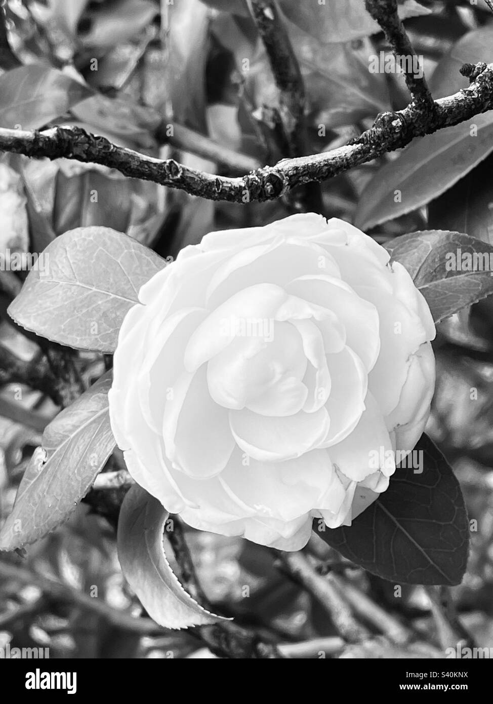Black and white image of a white peony flower Stock Photo Alamy