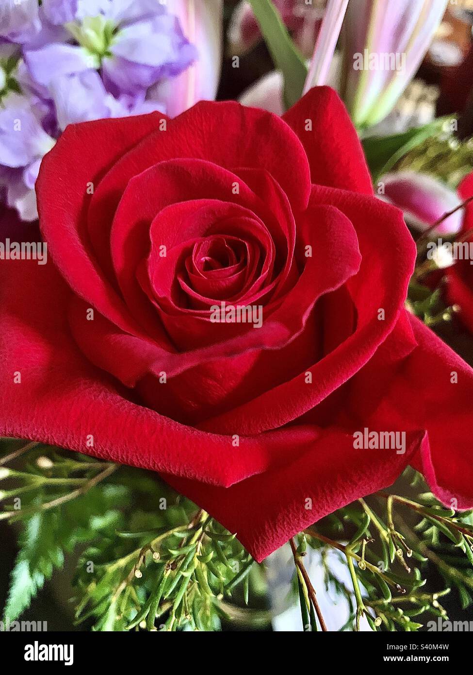 A single arrangement of a bright red rose Stock Photo - Alamy