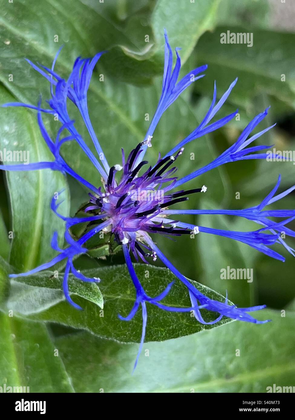 Blue spider flower Stock Photo - Alamy