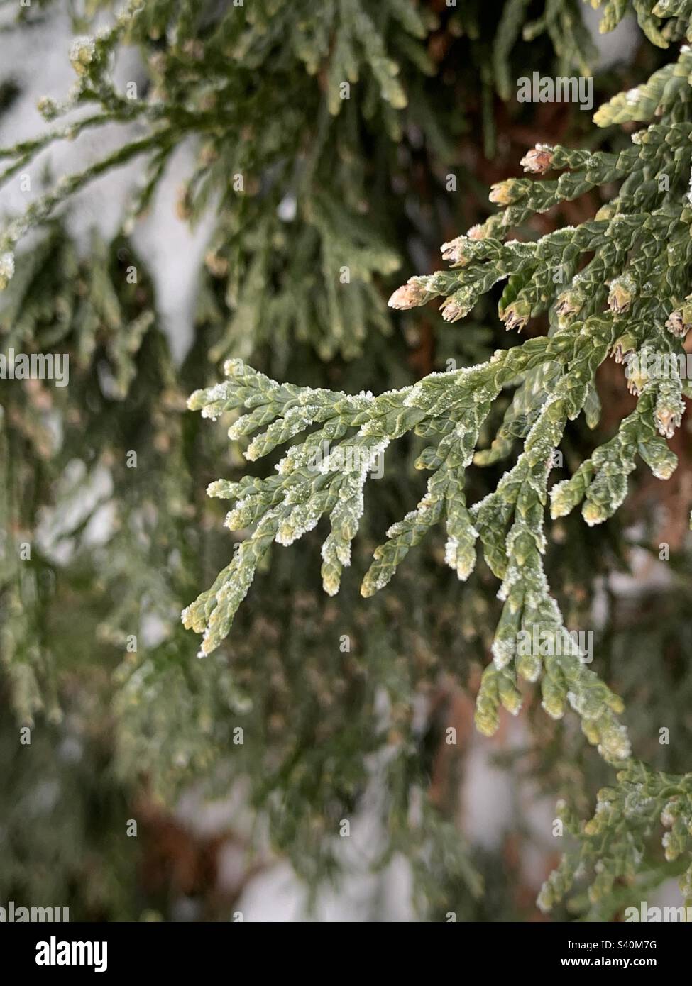 Frosty cedar - Smartphone Captured Stock Image