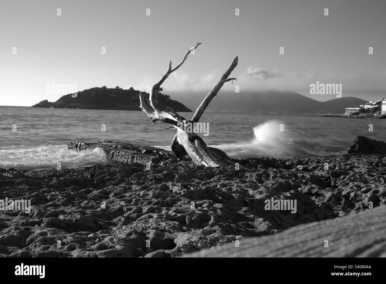 Stranded at the beach, broken tree at the coastline in black and white and the waves breaking on the shoreline Stock Photo