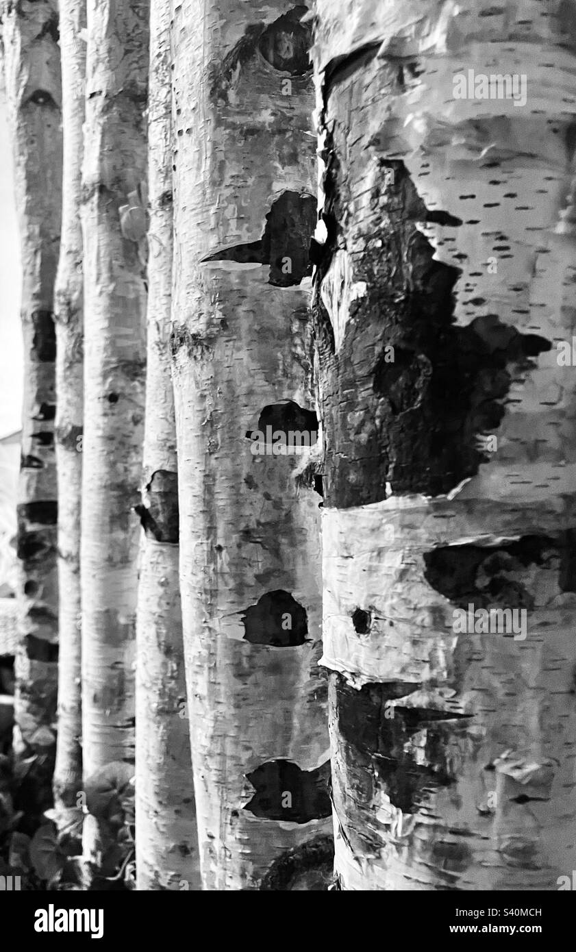 Black trunks Black and White Stock Photos & Images - Alamy