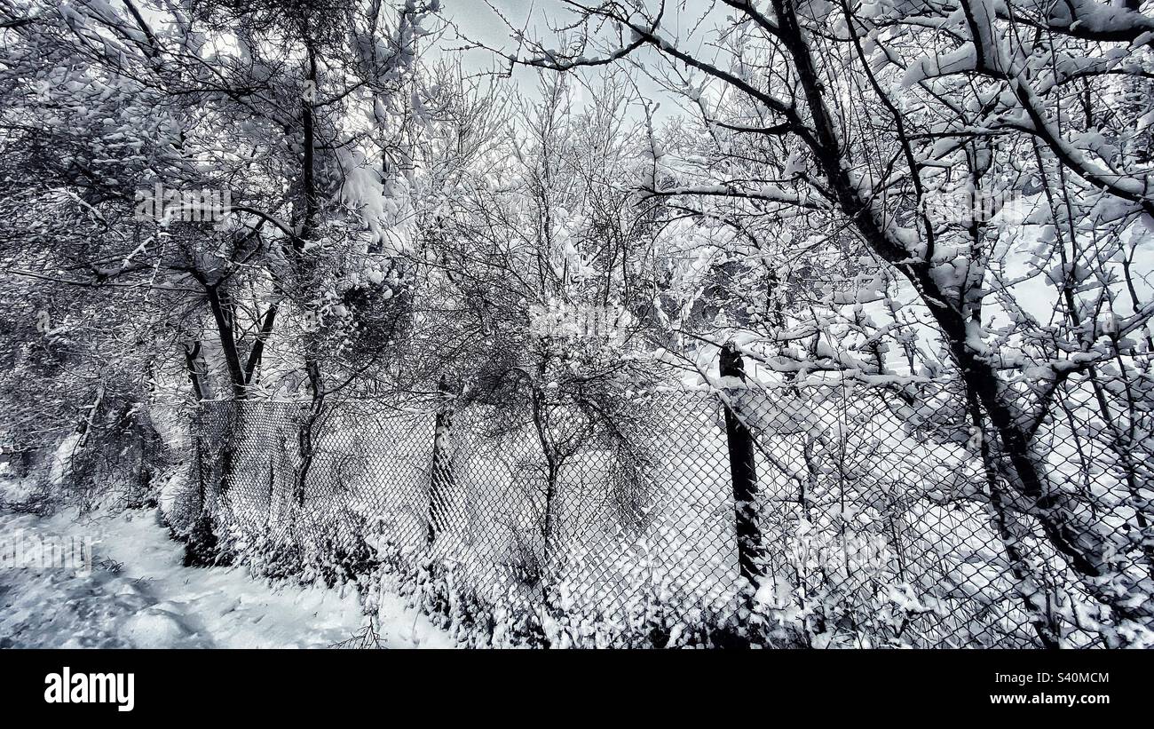 Winter fairytale - Smartphone Captured Stock Image