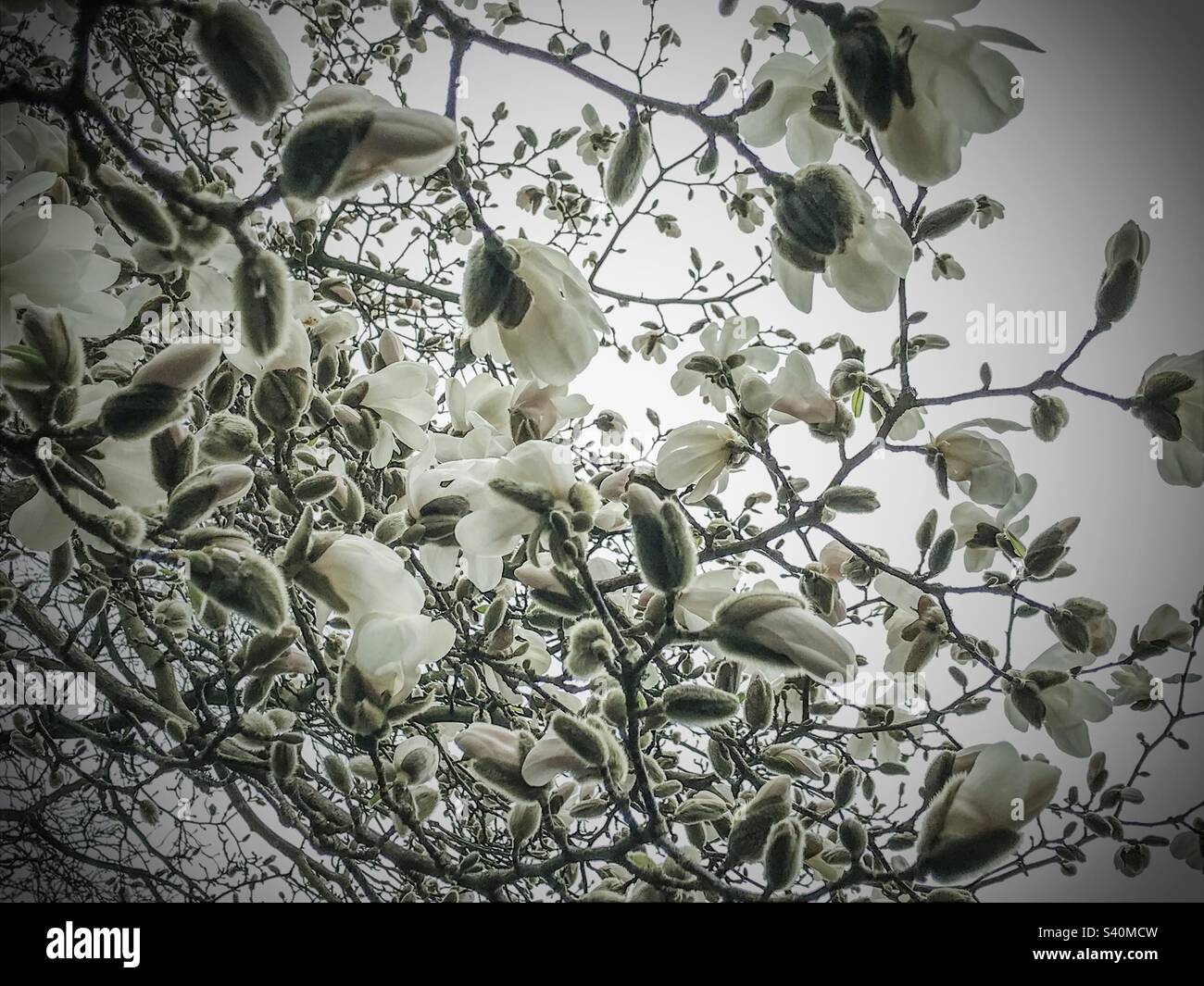 Spring white flowers blossom tree Stock Photo