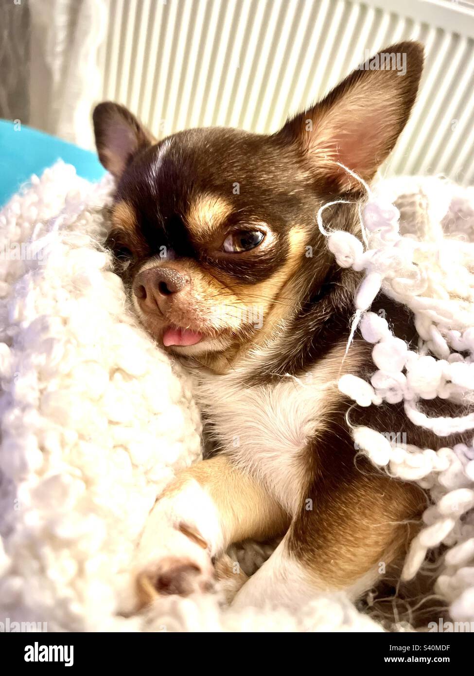 Chihuahua portrait - Smartphone Captured Stock Image
