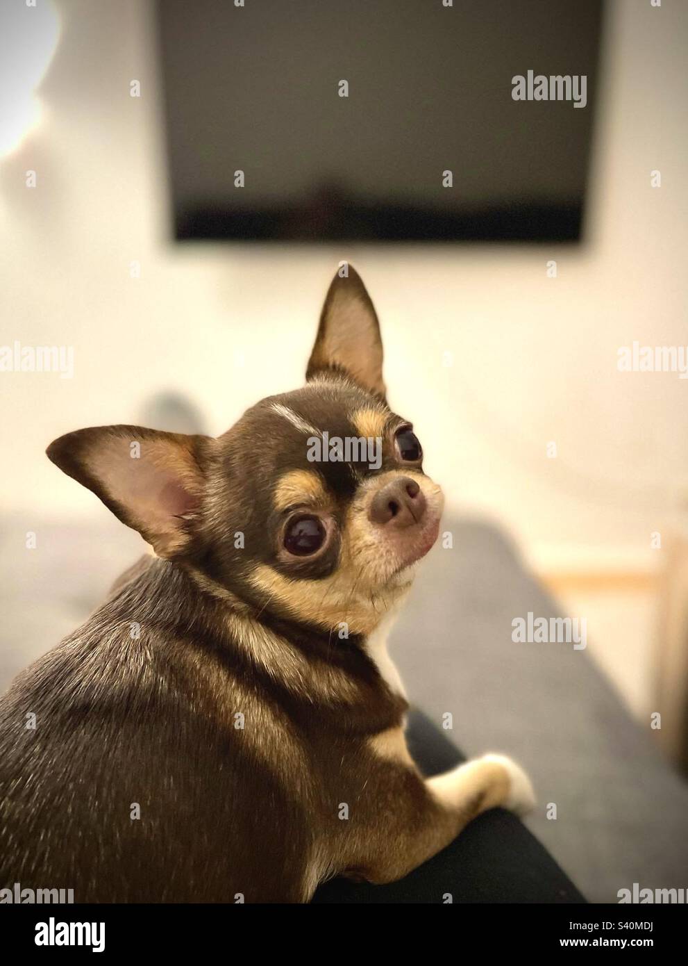 Chihuahua portrait - Smartphone Captured Stock Image