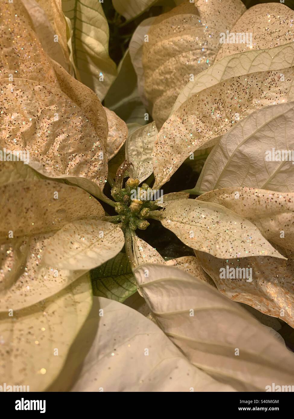 Full frame closeup of a beautiful glittery and sparkling golden poinsettia flower. - Smartphone Captured Stock Image