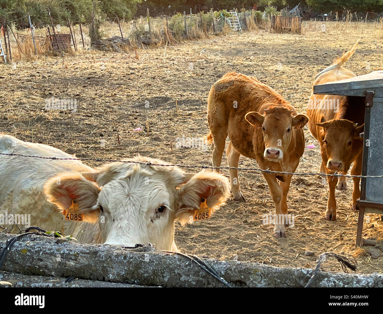 Calves in a pen Stock Photo Alamy