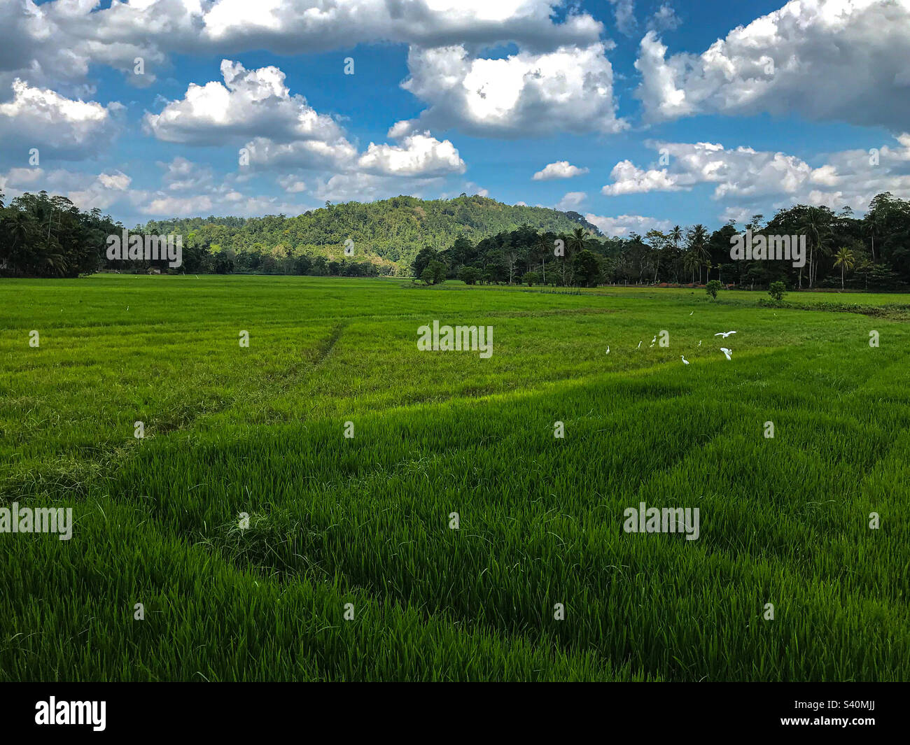 Rice fields, Sri Lanka Stock Photo Alamy