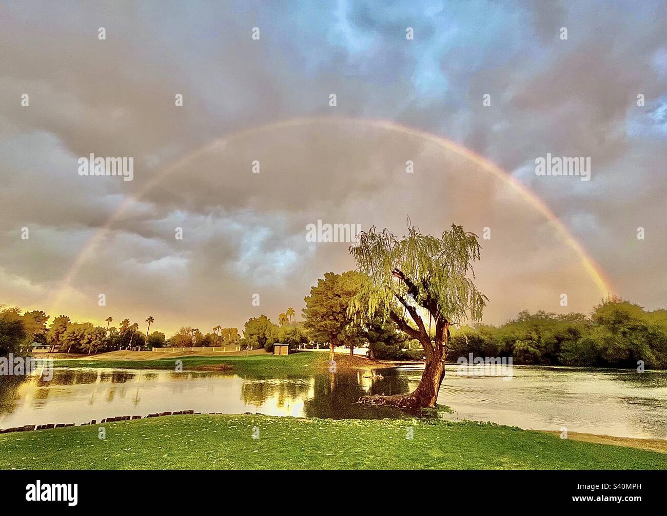 Full rainbow, arching over willow tree, stormy blue sky, vibrant green, golden sunset hues, reflections in pond. Rainbow appears to be gathering and focusing storm clouds. Stock Photo
