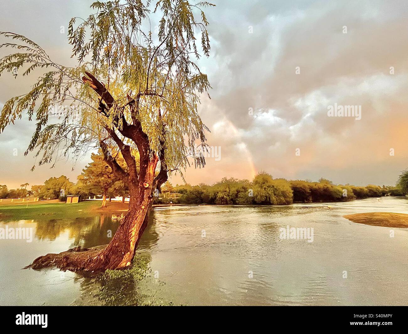 Flood water surrounding willow tree, rainbow backdrop, stormy sky, golden sunset hues, reflections in pond Stock Photo