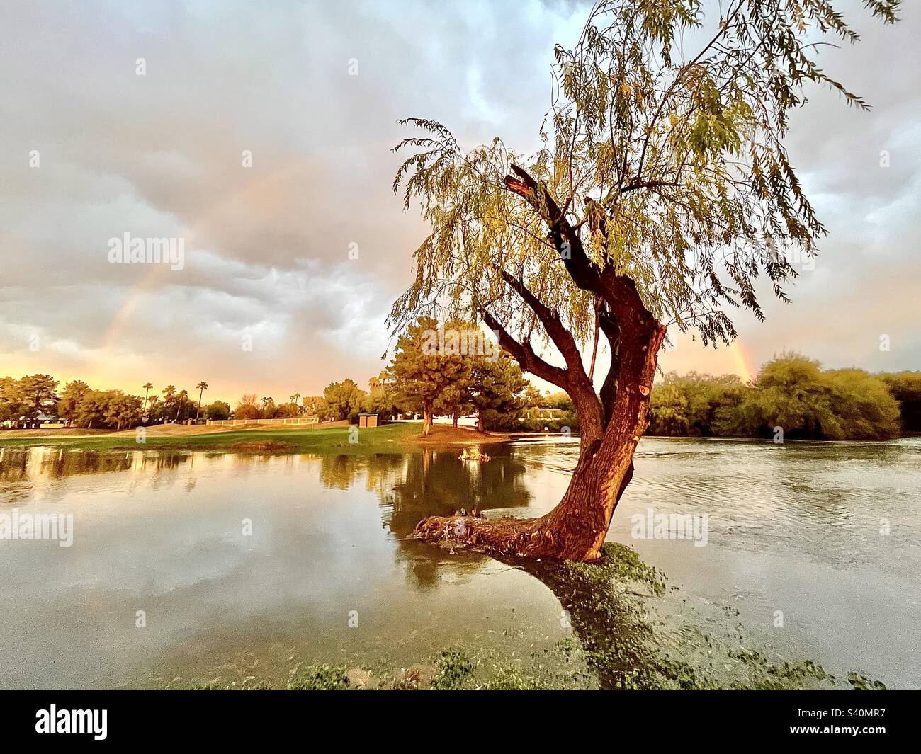 Flood water surrounding willow tree, rainbow backdrop, stormy sky, golden sunset hues, reflections in pond Stock Photo