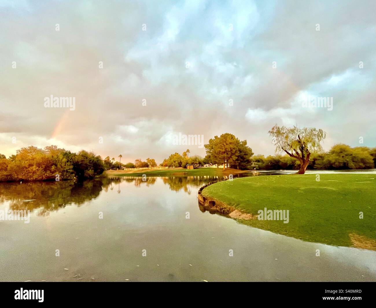 Rainbow and reflection starting to form, arching over willow tree at edge of vibrant green, flooded fairway, stormy sky, golden sunset hues, reflections in pond Stock Photo