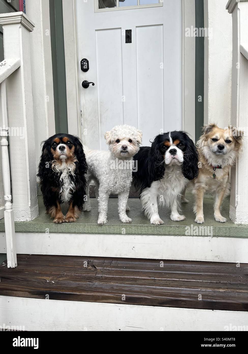 Four small dogs all together on a front stoop Stock Photo