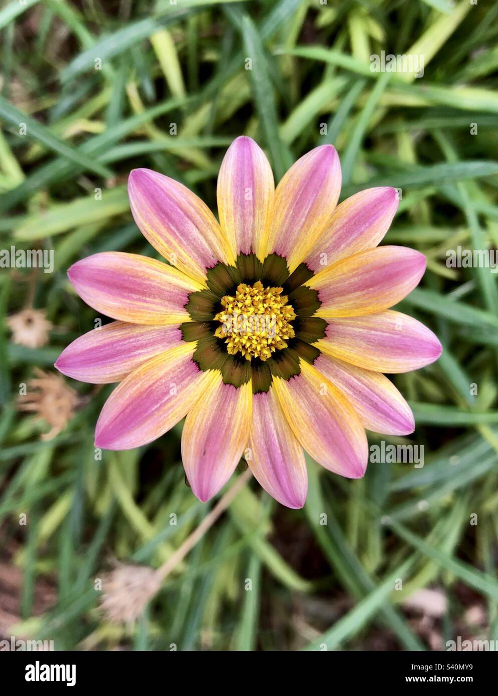 Pink and orange flower petals hi-res stock photography and images - Alamy