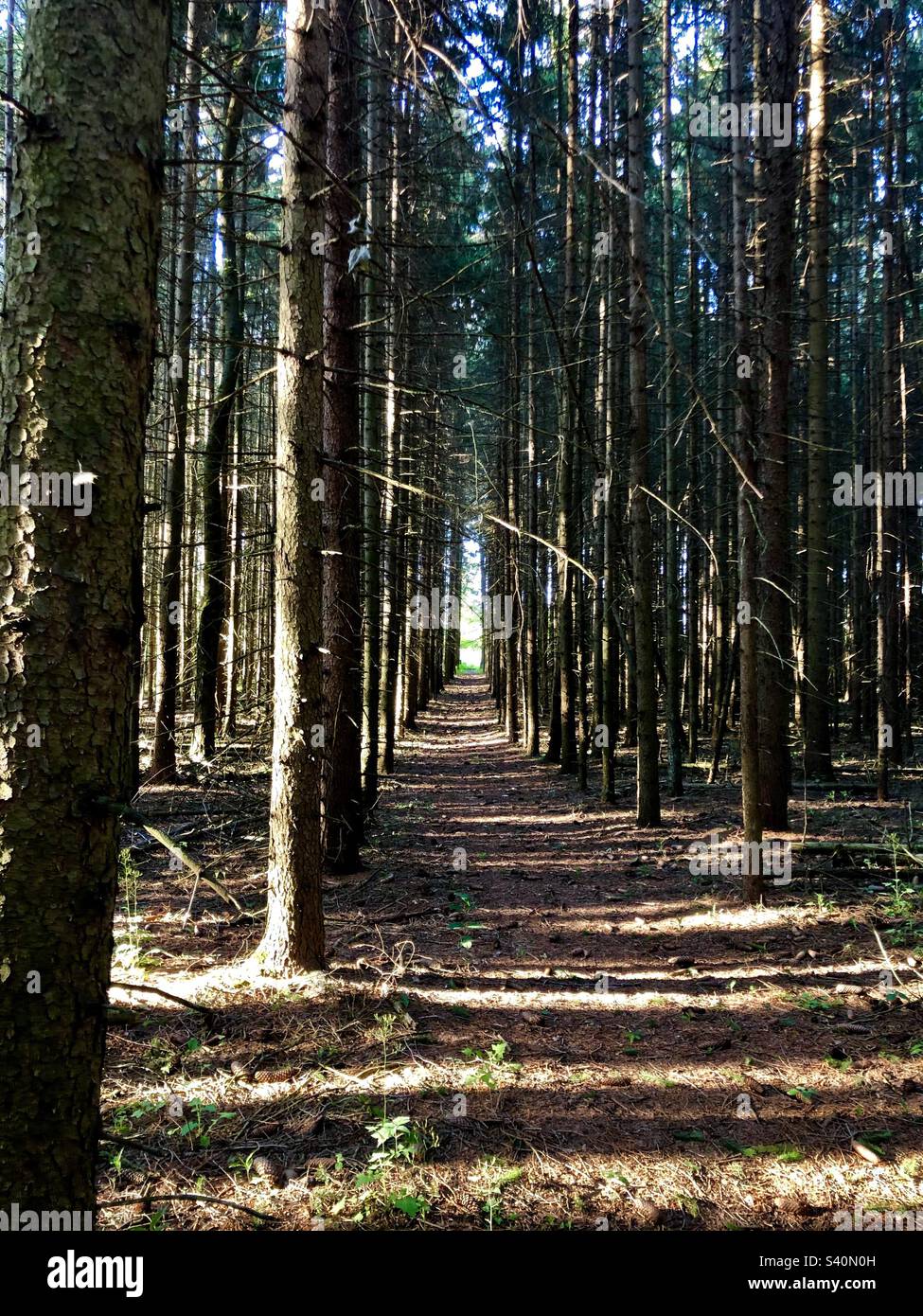 Light at end forest hi-res stock photography and images - Alamy