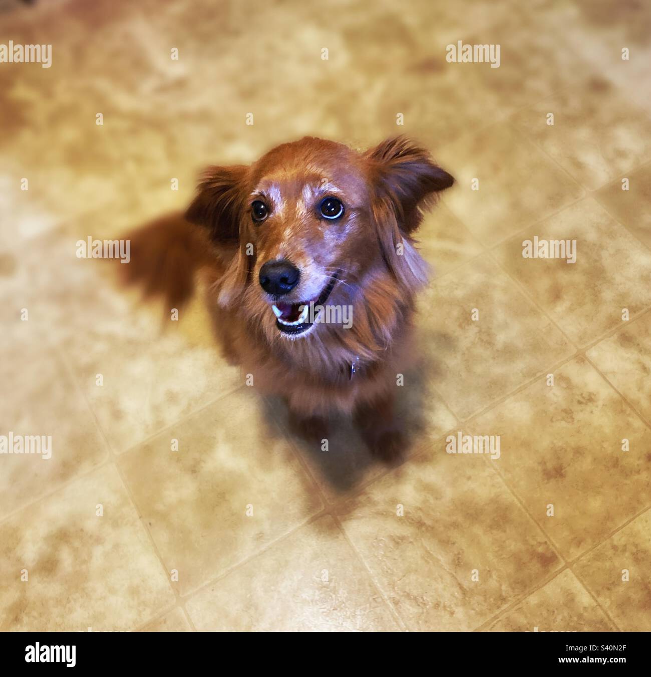 Happy mini Golden doodle looking up - Smartphone Captured Stock Image