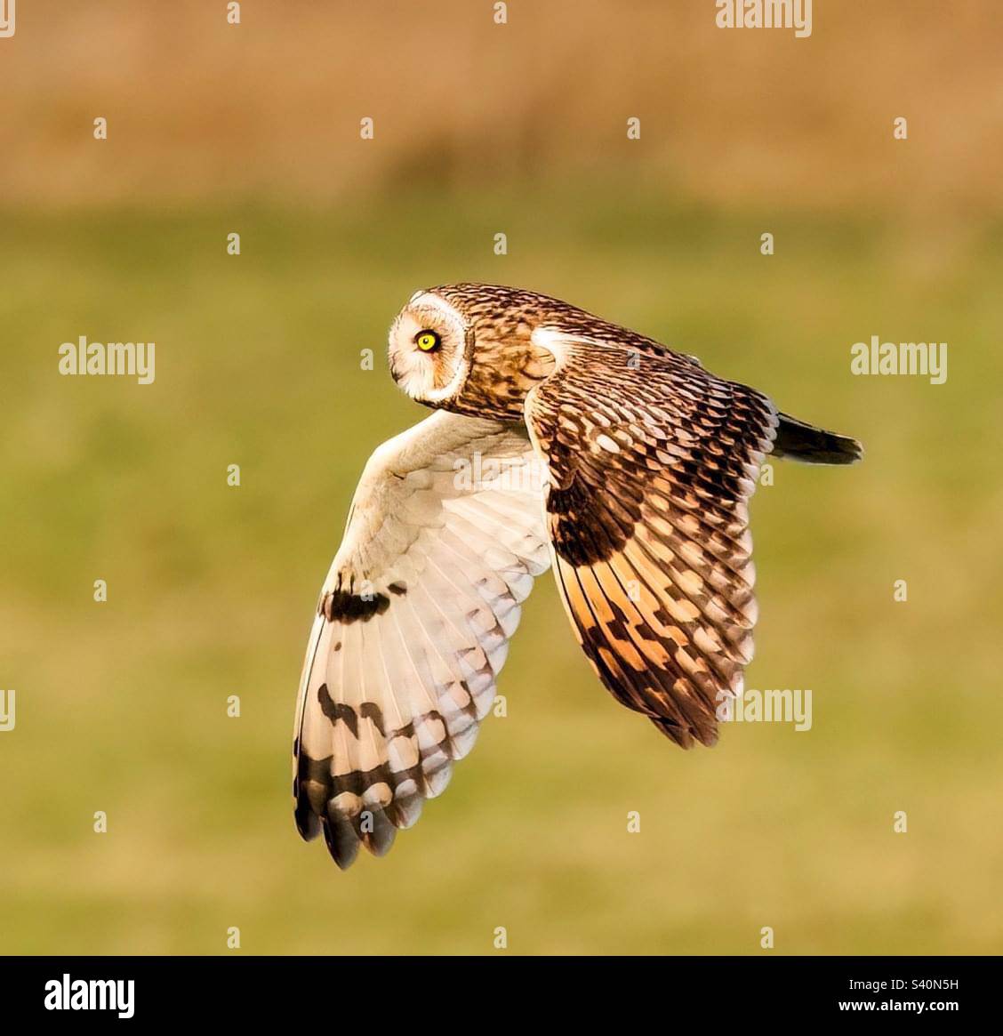 Taken Over Somerset, went looking for Short Eared Owls, They Put on a Magnificent  Display . Stock Photo