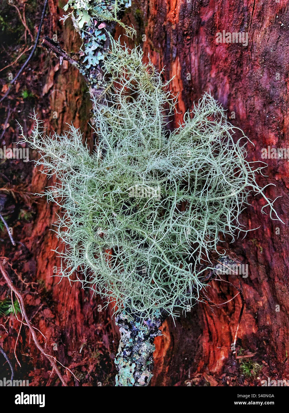 Fallen Beard lichen on the New Forest National Park Stock Photo