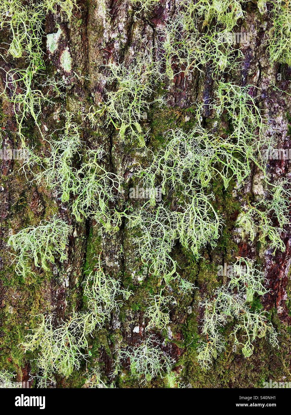 Beard lichen growing on tree bark in the New Forest National Park Stock Photo