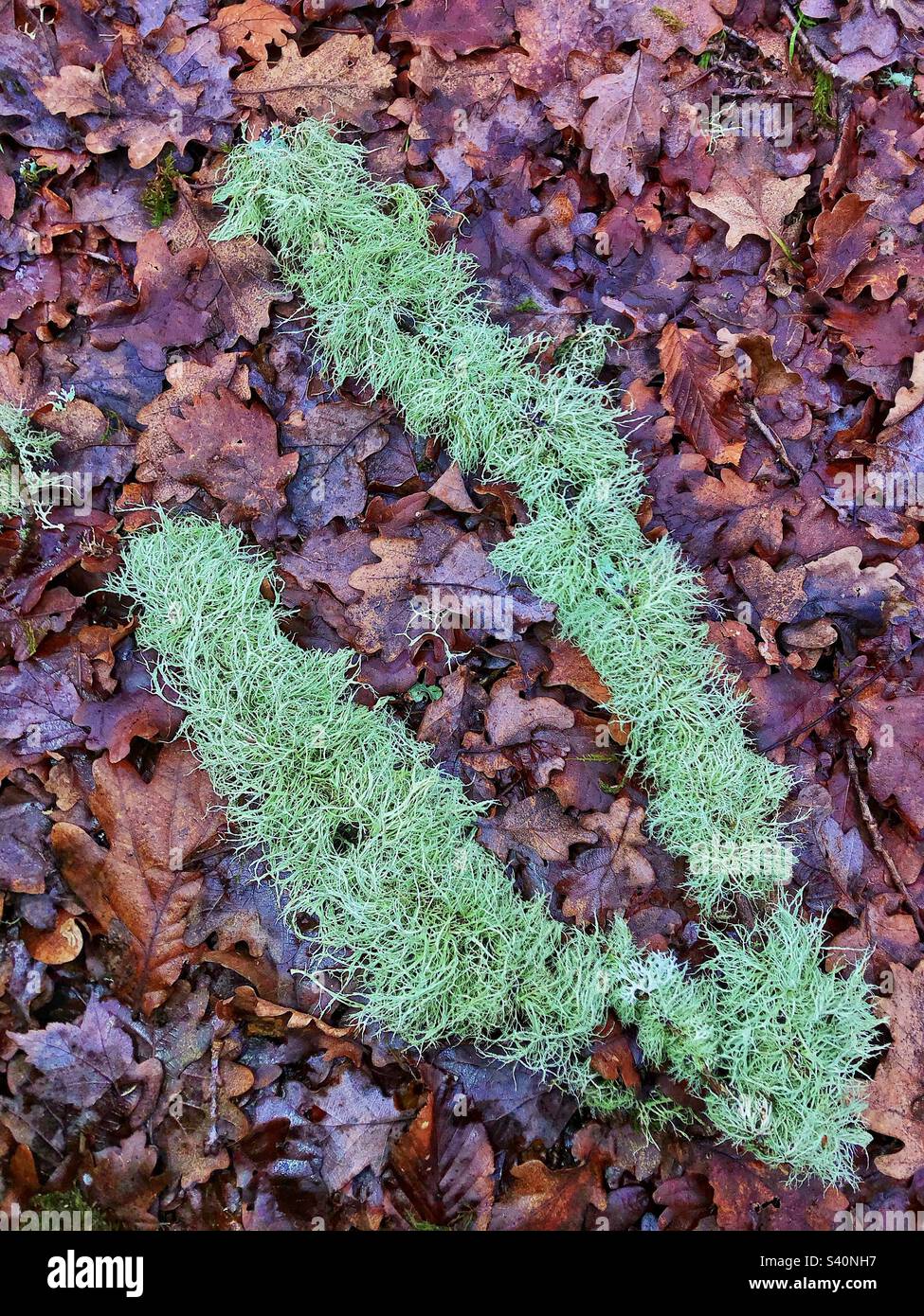 Beard lichen growing on a fallen branch in the New Forest National Park Stock Photo