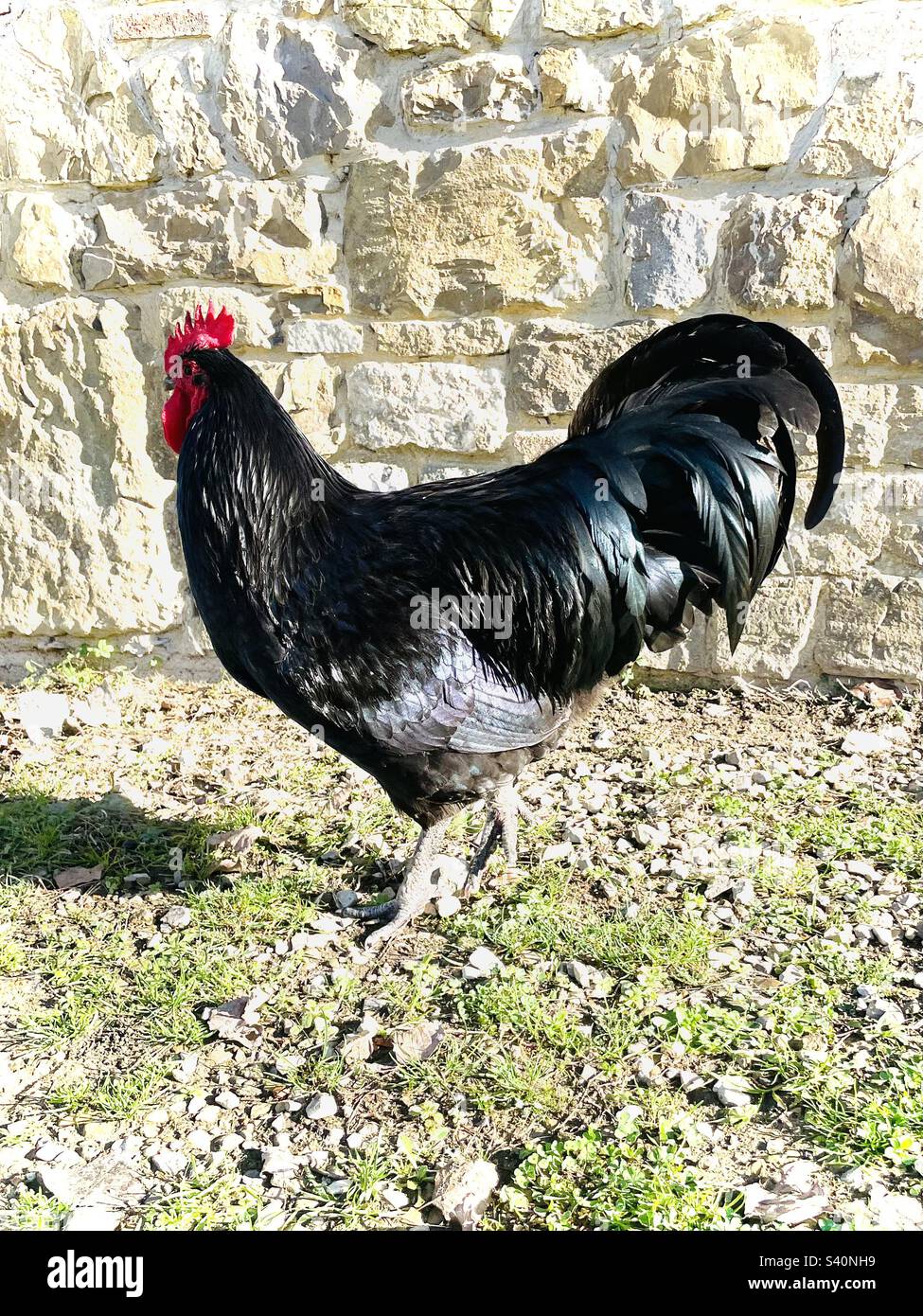 Black Australorp Rooster