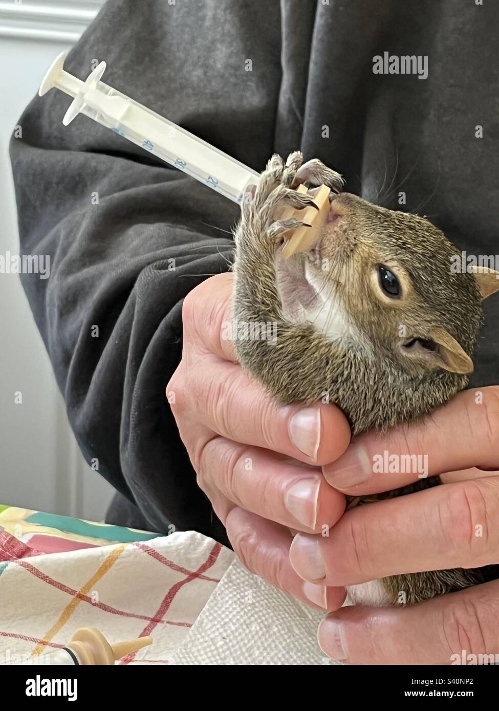 Squirrel baby eating formula. Orphaned squirrel rehabilitated and later released back into the