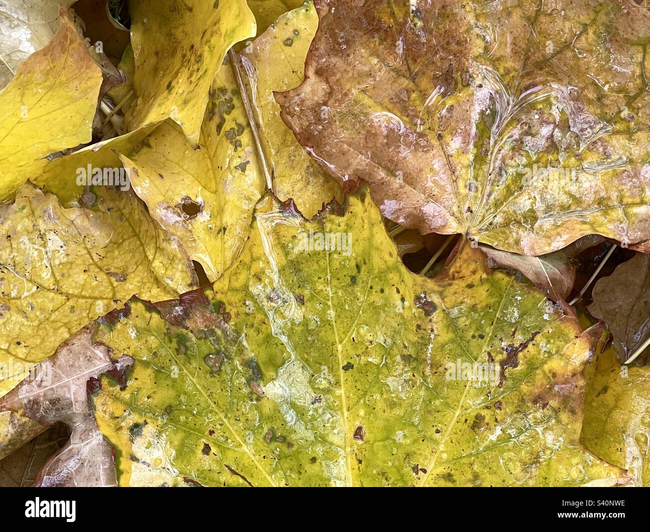 Recently fallen maple leaves are moist with falling sleet and snow. The fresh storm water covering the leaves really brings out their color and texture. - Smartphone Captured Stock Image